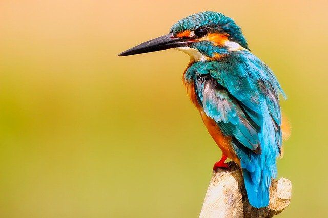 kingfisher-websites-for-business